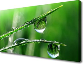 Zdjęcie na płótnie Świeżość Porannej Trawy