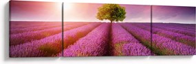 Obraz pola z lawendą (170x50 cm)