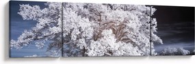 Obraz - Śnieżnobiałe drzewo (170x50 cm)