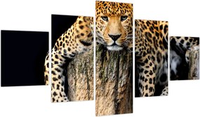 Obraz - Gepard (125x70 cm)