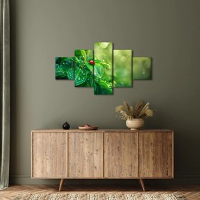 Obraz - Biedronka (125x70 cm)
