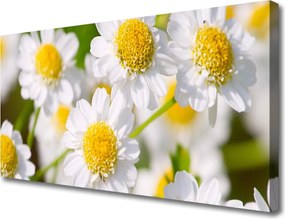 Fotoobraz na płótnie Stokrotki w Promieniach Słońca