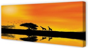 Zdjęcie na płótnie Żyrafy nad Jeziorem o Zachodzie