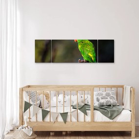 Obraz papugi na gałęzi (170x50 cm)