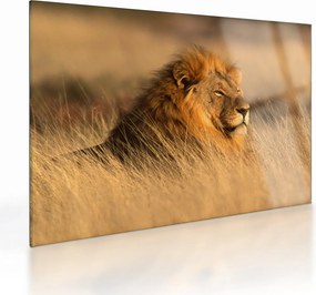 Obraz na szkle - Park Narodowy Etosha (70x50 cm)