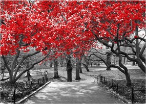 Obraz - Czerwone drzewa, Central Park, New York (70x50 cm)
