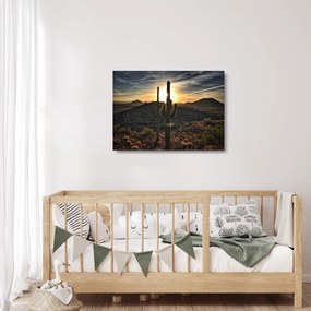 Obraz na szkle - kaktusy w słońcu (70x50 cm)