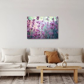 Obraz - Lawenda (70x50 cm)
