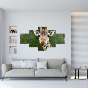 Obraz żyrafy (125x70 cm)