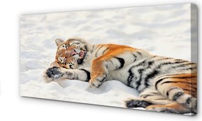 Fotoobraz na płótnie Zimowy Tygrys na Śniegu