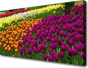 Fotoobraz na płótnie Eleganckie Tulipany Holenderskie