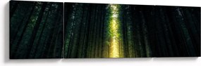 Obraz ciemnego lasu (170x50 cm)