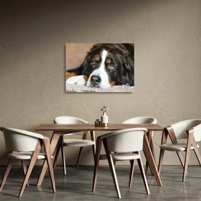 Obraz na szkle psa (70x50 cm)