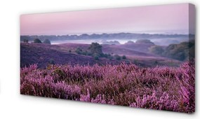Obraz drukowany na płótnie Pole Wrzosów