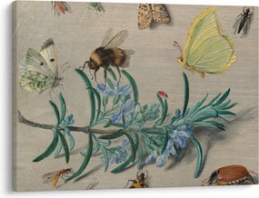 Obraz - Jan van Kessel the Elder, Insects and a Sprig of Rosemary, reprodukcje (70x50 cm)
