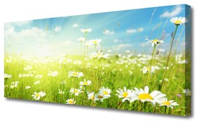 Obraz na Płótnie Łąka Stokrotki Natura