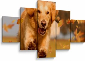 Obraz - Golden Retriever (125x70 cm)