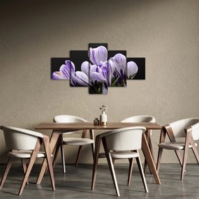 Obraz - Fioletowe krokusy (125x70 cm)