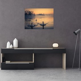 Obraz łabędzi na wodzie we mgle (70x50 cm)