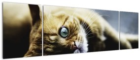Obraz kota (170x50 cm)