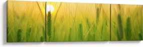 Obraz pola ze zbożem (170x50 cm)