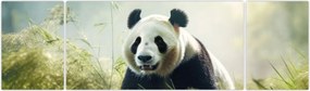 Obraz - Panda (170x50 cm)