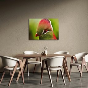 Obraz kolorowego ptaka (70x50 cm)