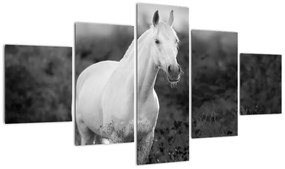 Obraz białego konia na łące, czarno - biały (125x70 cm)