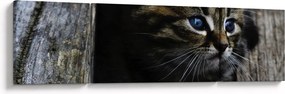 Obraz kotka (170x50 cm)