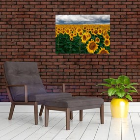 Obraz na szkle - pole słoneczników (70x50 cm)