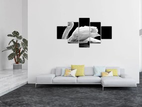 Obraz czarno - białego łabędzia (125x70 cm)