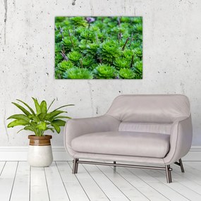 Obraz na szkle sukulentów (70x50 cm)