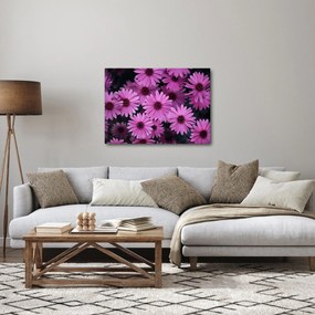 Obraz różowych kwiatów (70x50 cm)