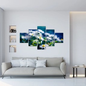 Obraz stokrotek (125x70 cm)