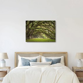 Obraz na szkle - Oaks Avenue, Charleston, Karolina Południowa, USA (70x50 cm)