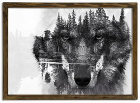Obraz Husky, 70x50 cm