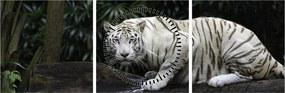 Obraz - Tygrys albinos (z zegarem) (90x30 cm)