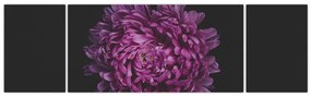 Obraz fioletowego kwiatu (170x50 cm)