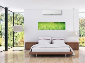 Obraz - rosa na trawie (170x50 cm)