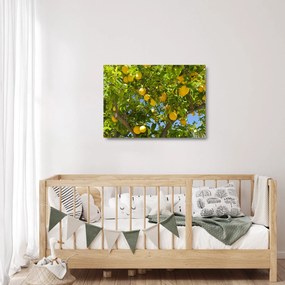Obraz na szkle - Drzewo cytrynowe (70x50 cm)
