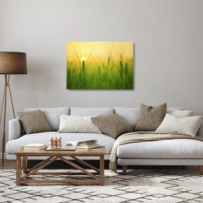 Obraz na szkle pola ze zbożem (70x50 cm)