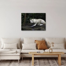Obraz - Tygrys albinos (70x50 cm)