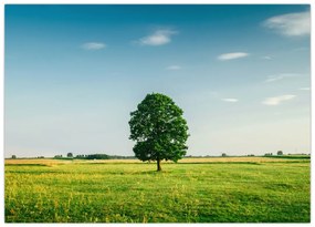 Obraz na szkle drzewa na łące (70x50 cm)
