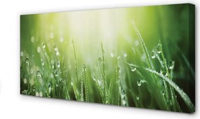 Zdjęcie na płótnie Słoneczne Krople na Trawie