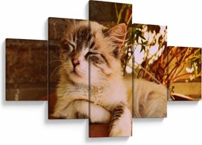 Obraz kota w doniczce (125x70 cm)