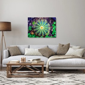 Obraz na szkle - kaktus (70x50 cm)