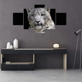 Obraz - Snow Leopard (125x70 cm)