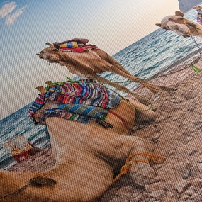 Obraz wielbłądów (170x50 cm)
