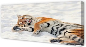 Fotoobraz na płótnie Zimowy Tygrys na Śniegu