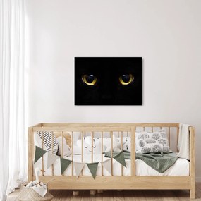 Obraz - Kocie oczy (70x50 cm)
